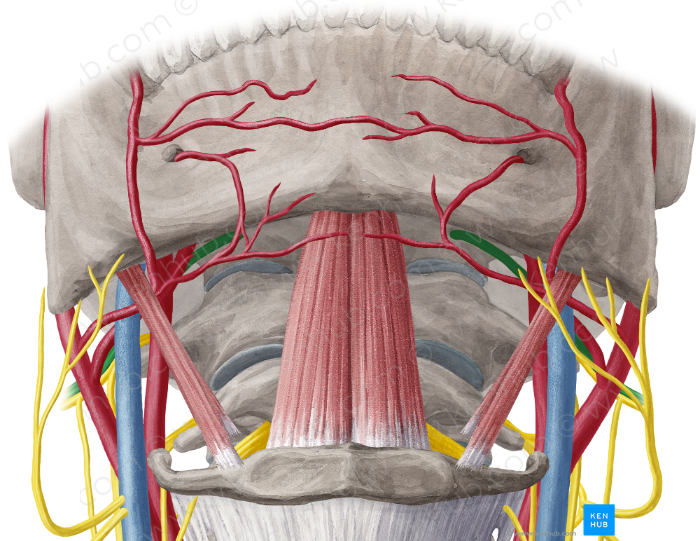 Hypoglossal nerve (#6458)