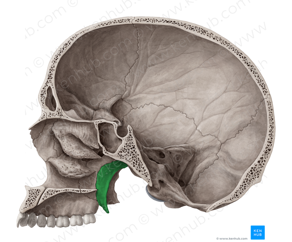 Medial plate of pterygoid process of sphenoid bone (#4396)