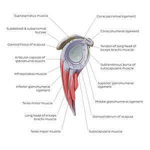 Shoulder (glenohumeral) joint (English)