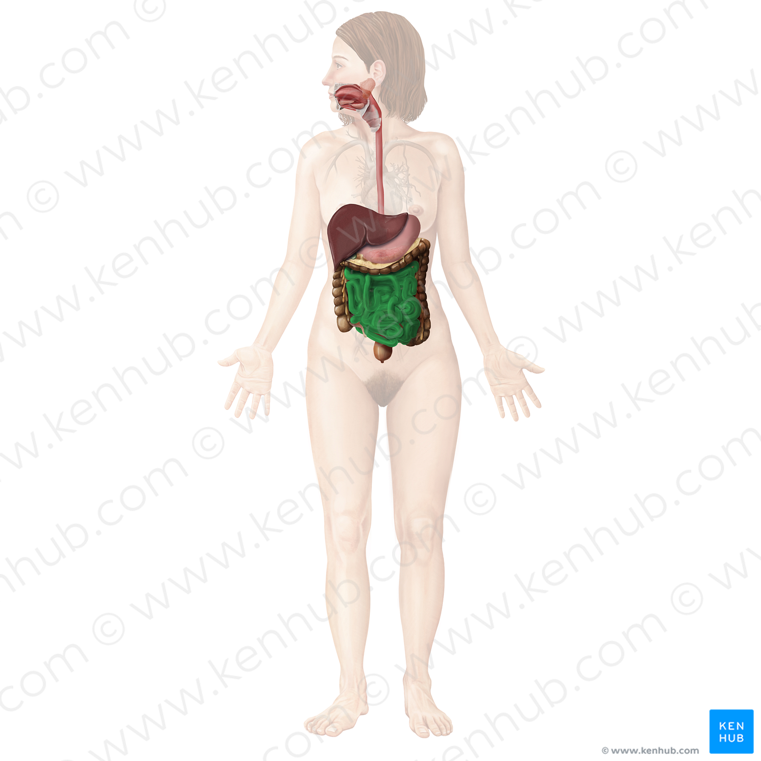 Small intestine (#4326)