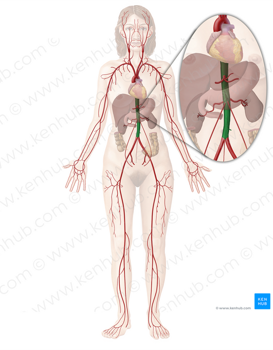 Descending aorta (#727)