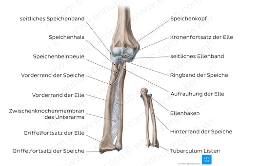 Radius and ulna (German)