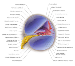 Cochlea (Spanish)