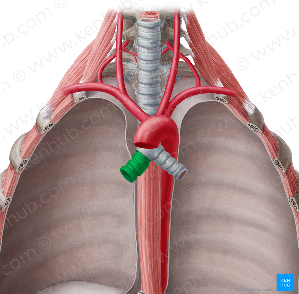 Right main bronchus (#2233)