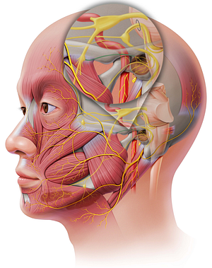 Lesser petrosal nerve (#6675)