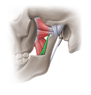 Sphenomandibular ligament (#18962)