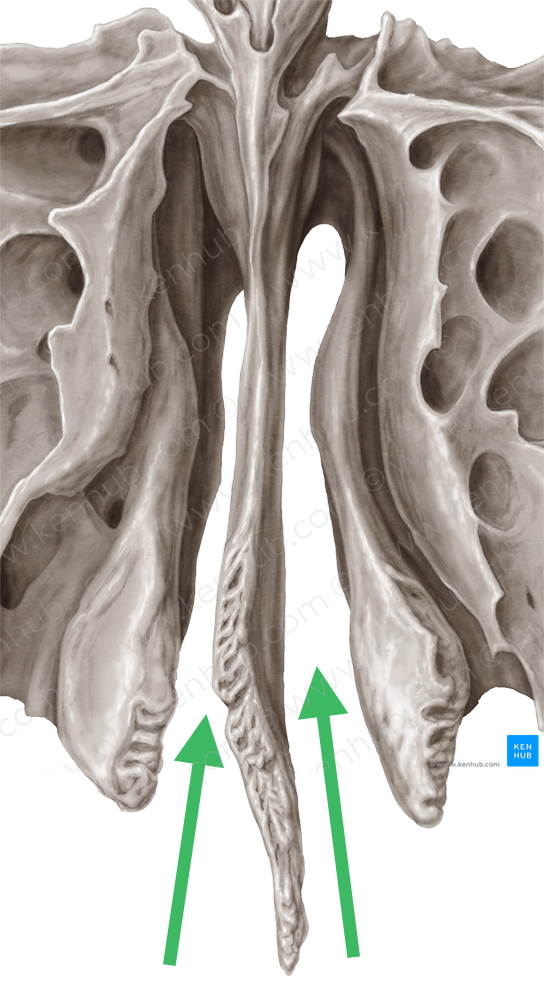 Superior nasal meatus (#4992)