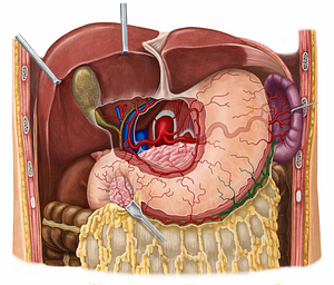 Left gastroomental artery (#1308)