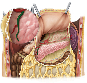 Anterior superior pancreaticoduodenal artery (#1600)