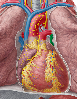 Left pulmonary veins (#10204)