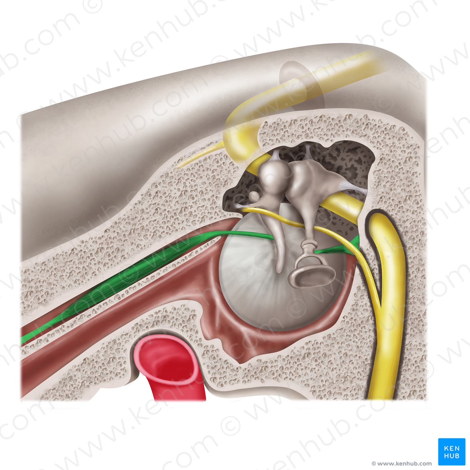 Muscles of auditory ossicles (#19201)