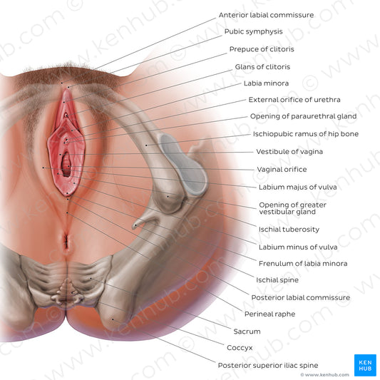 Female perineum (English)