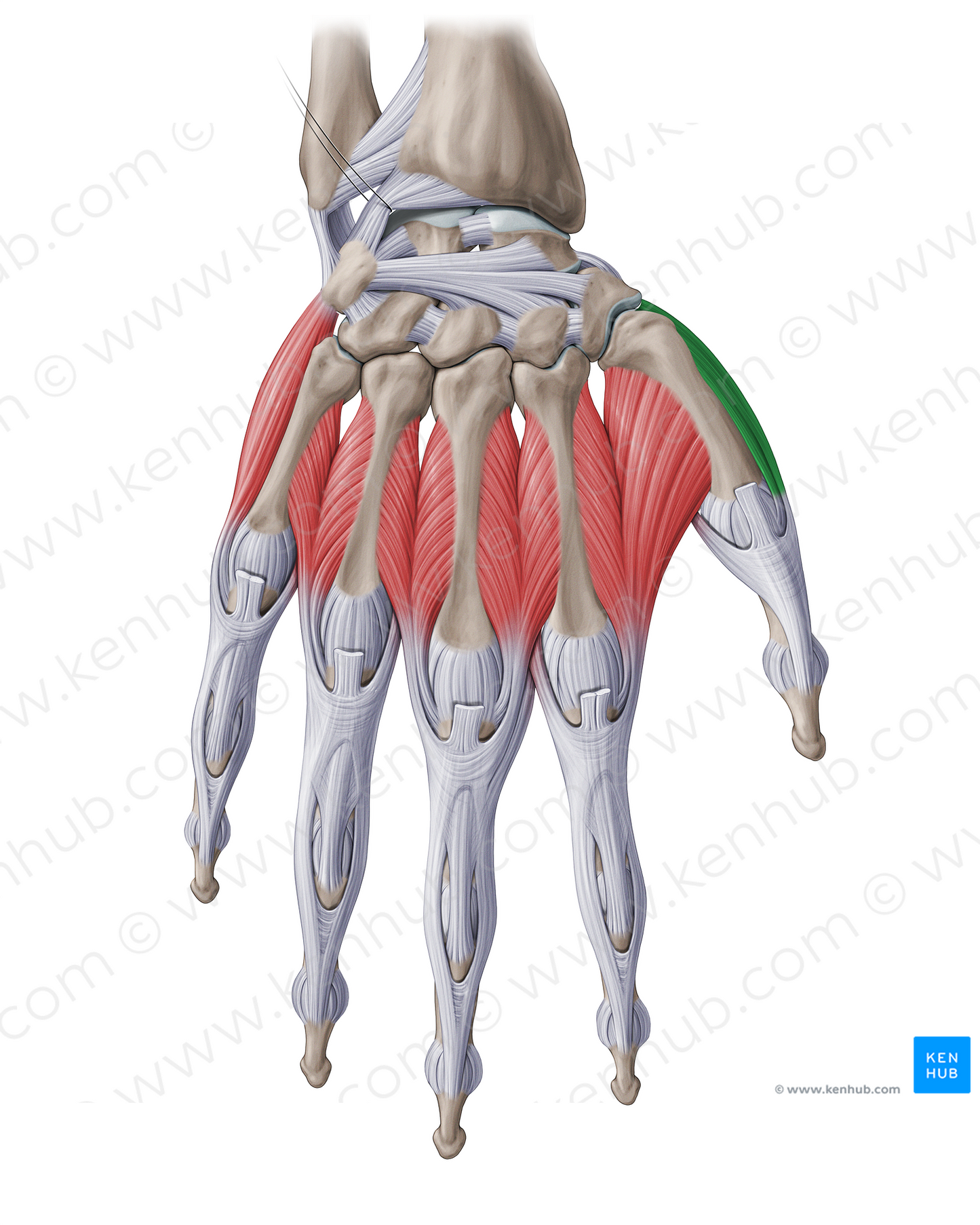 Abductor pollicis brevis muscle (#18781)