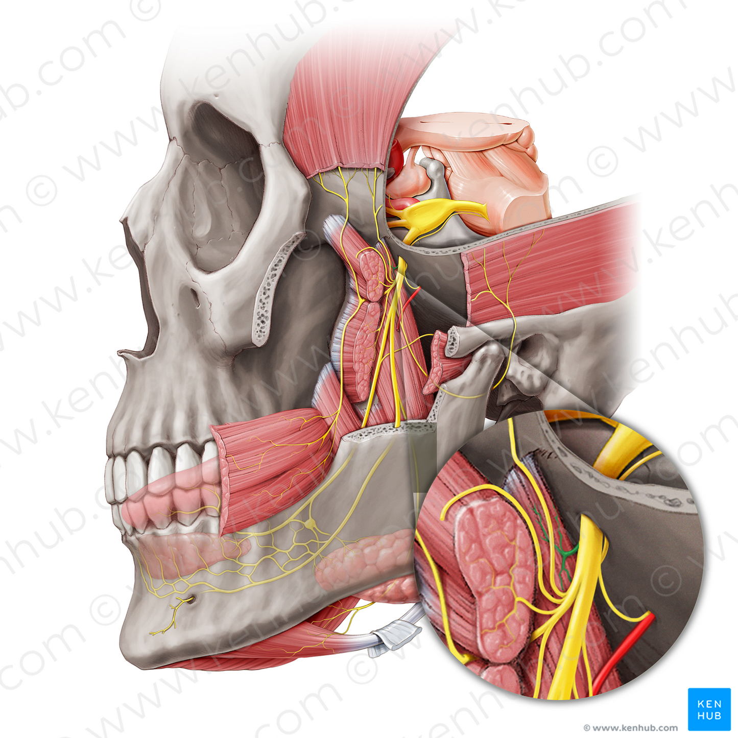 Nerve to medial pterygoid muscle (#20457)