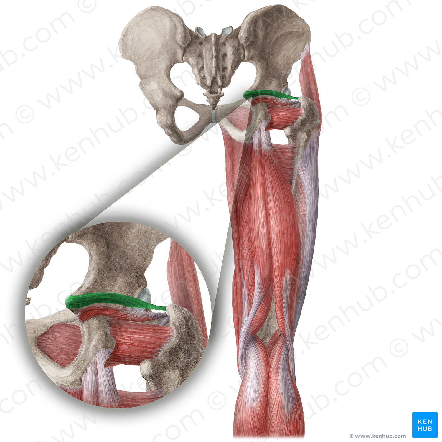 Superior gemellus muscle (#5399)