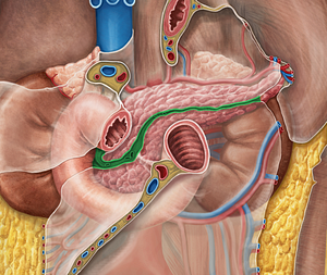 Transverse mesocolon (#5101)