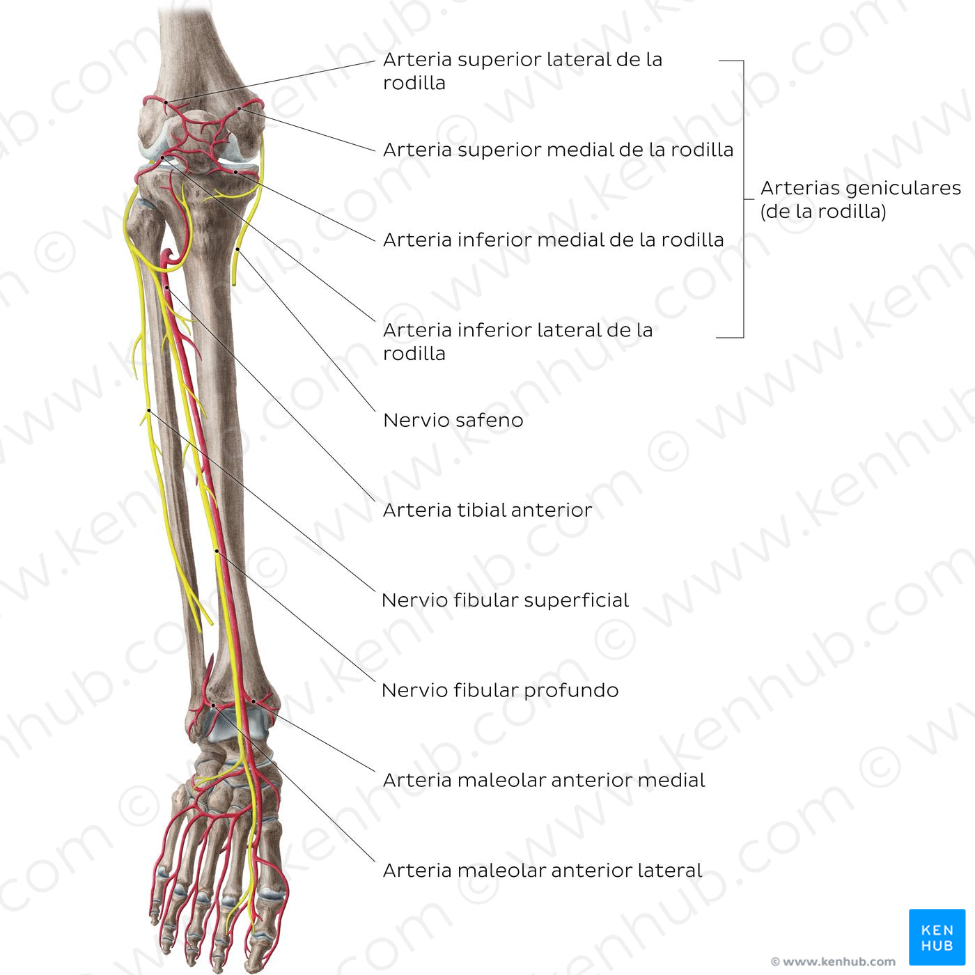 Neurovasculature of the leg and knee (anterior view) (Spanish)