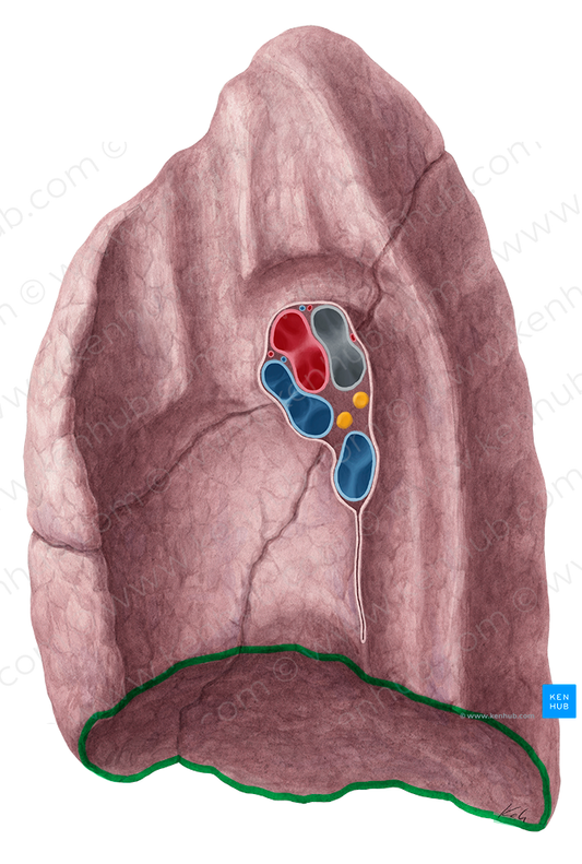 Inferior border of lung (#21470)