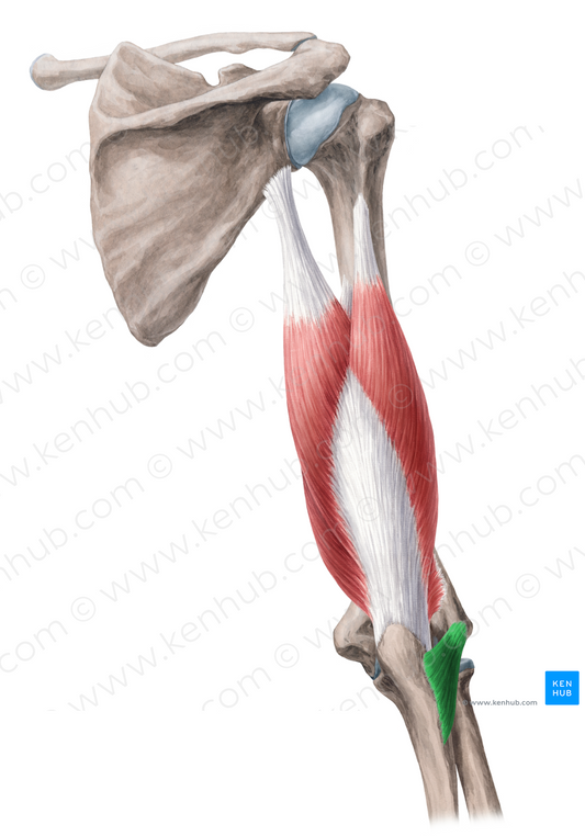 Anconeus muscle (#5201)