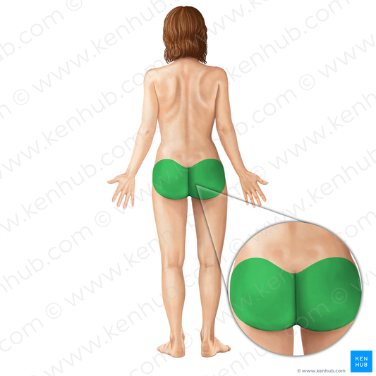 Gluteal region (#216)