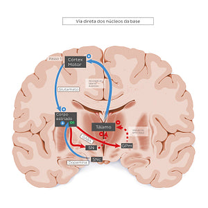 Direct pathway of the basal ganglia (Portuguese)