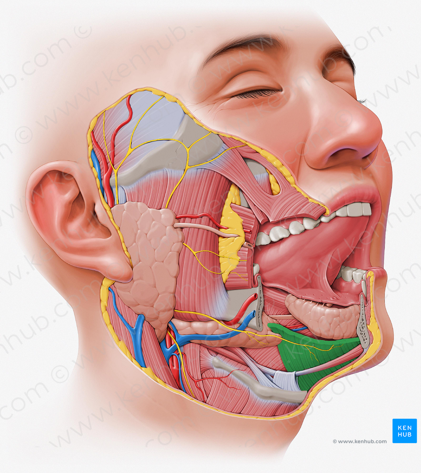 Mylohyoid muscle (#5625)