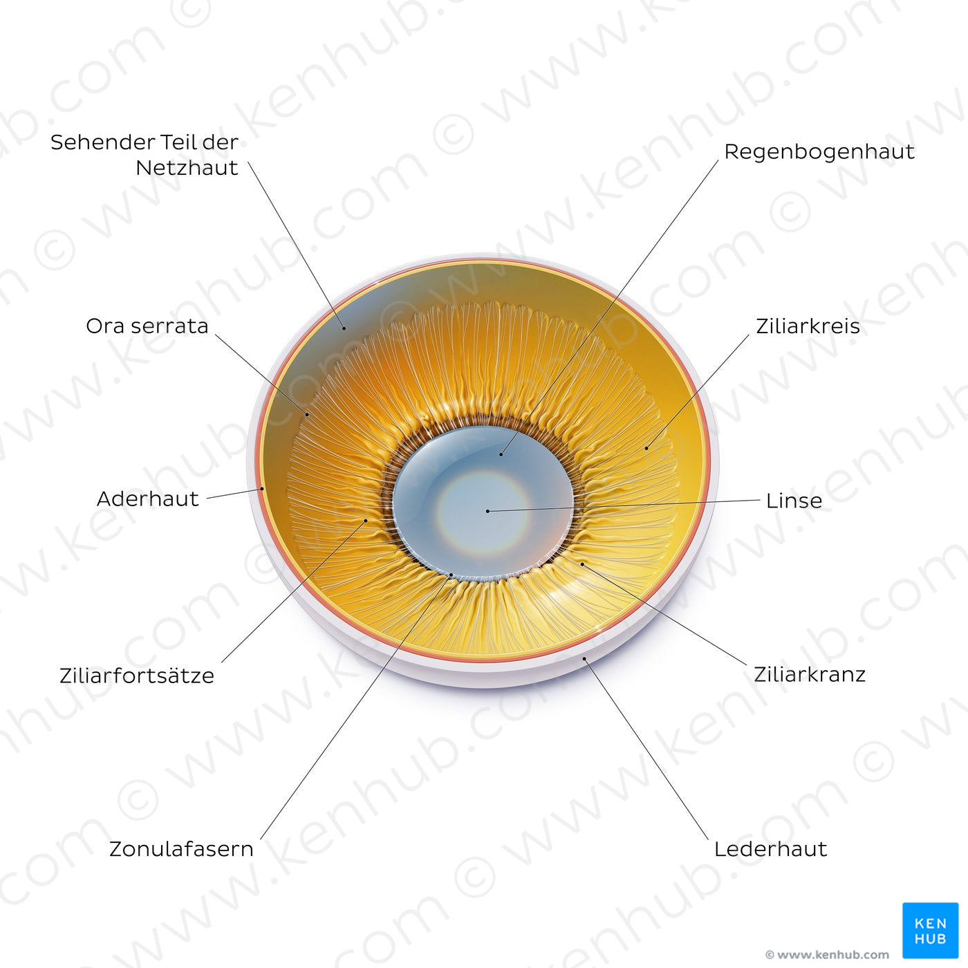 Lens and corpus ciliare: Posterior view (German)