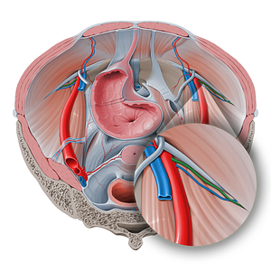 Deep circumflex iliac artery (#1043)