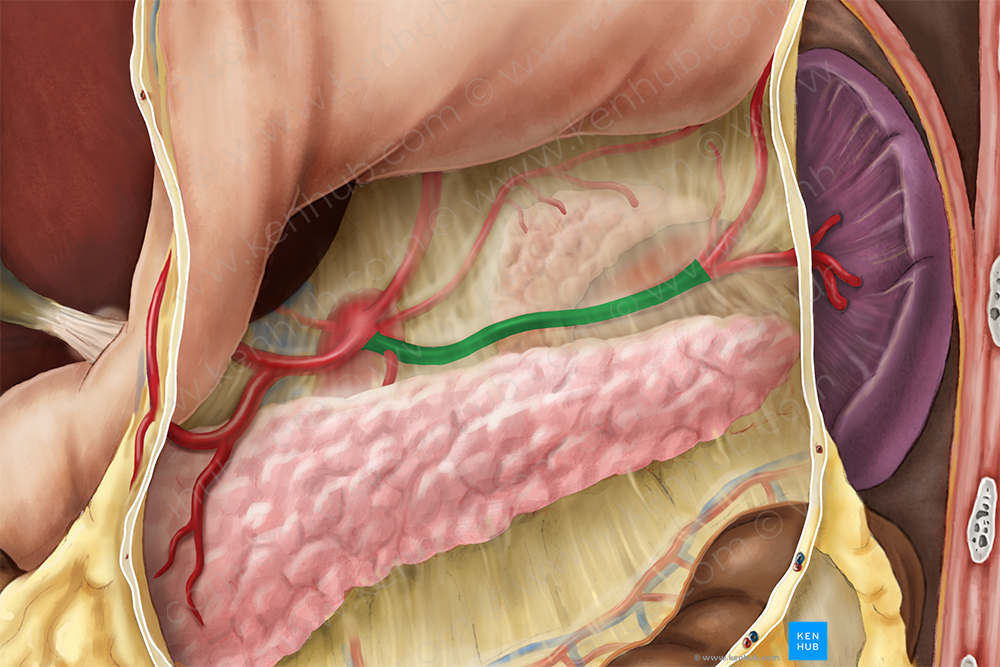 Splenic artery (#1804)