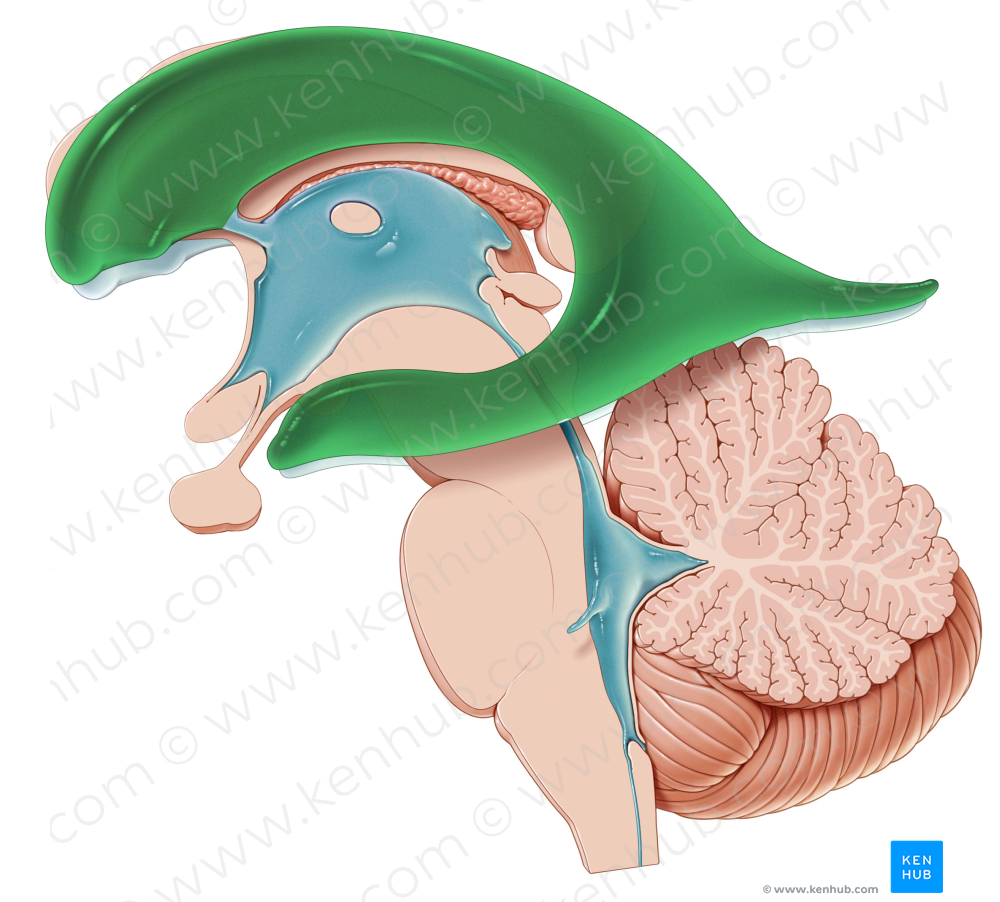 Left lateral ventricle (#10716)