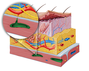 Intramuscular artery (#1464)