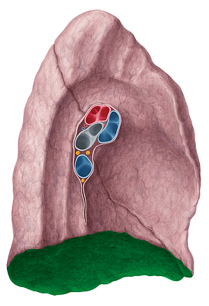 Diaphragmatic surface of left lung (#3493)