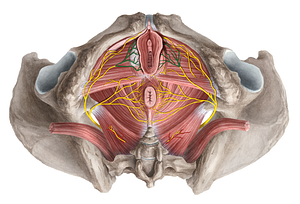 Posterior labial nerves (#6254)