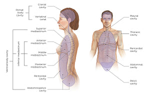 Cavities of the body (English)