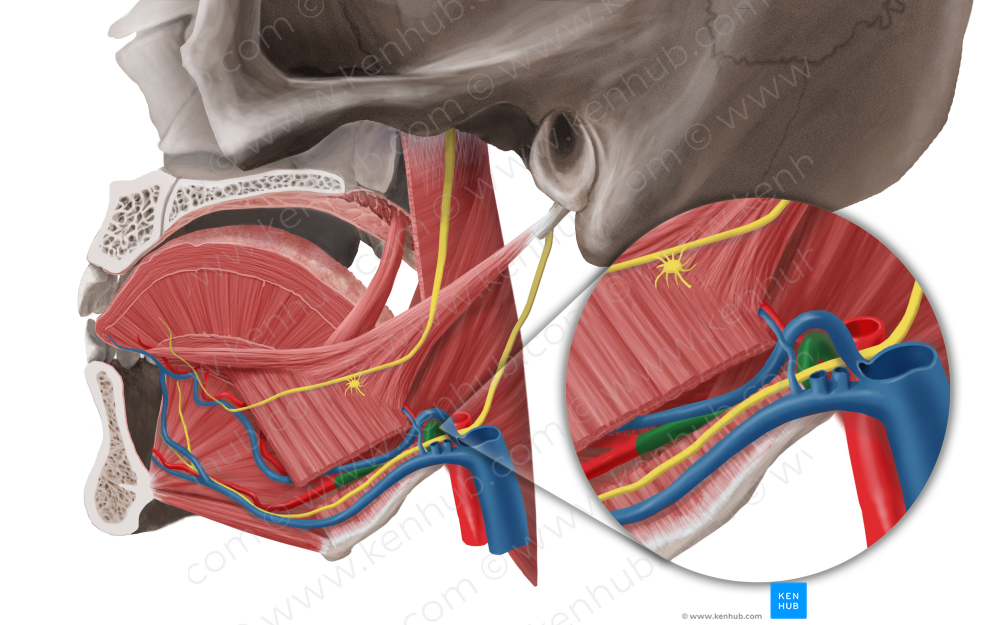 Lingual artery (#1479)