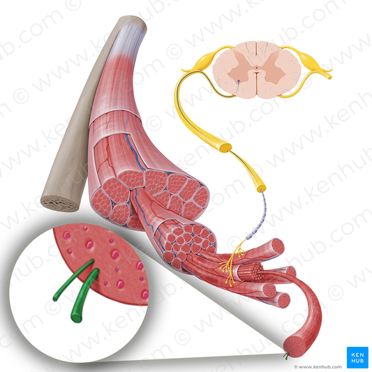 Myofilament (#17232)