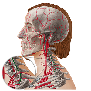 Deep cervical artery (#21786)