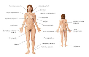 Female body surface anatomy (Latin)