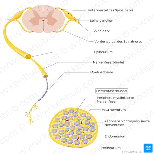 Nerve (cross section) (German)