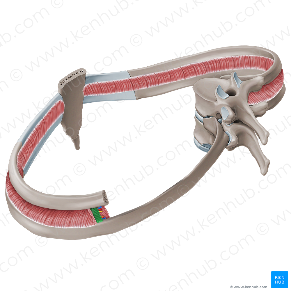 Internal intercostal muscles (#19115)