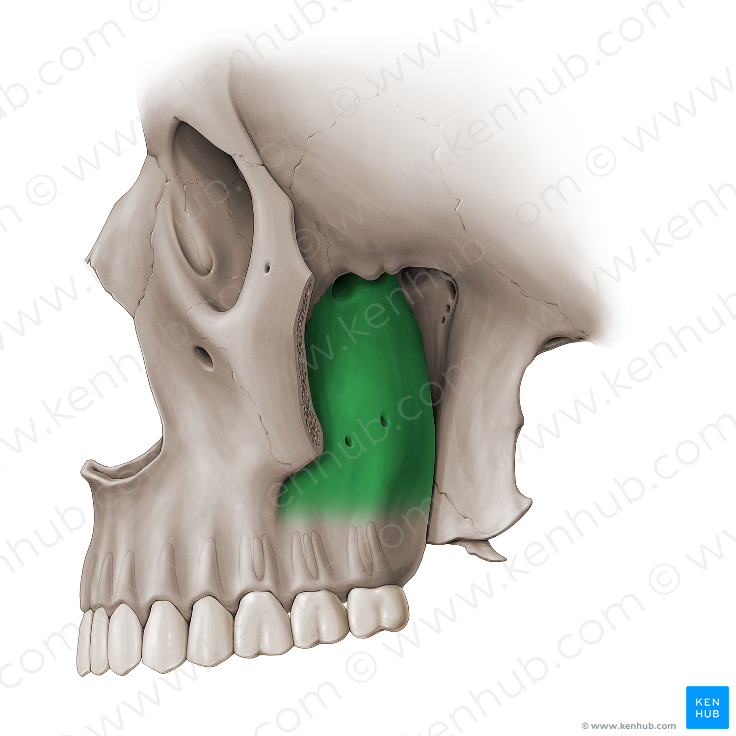 Infratemporal fossa (#21246)