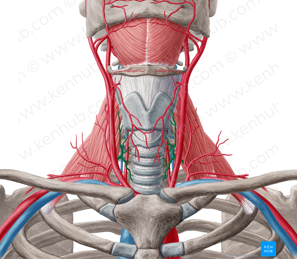 Inferior thyroid artery (#1926) – Kenhub Image License Store