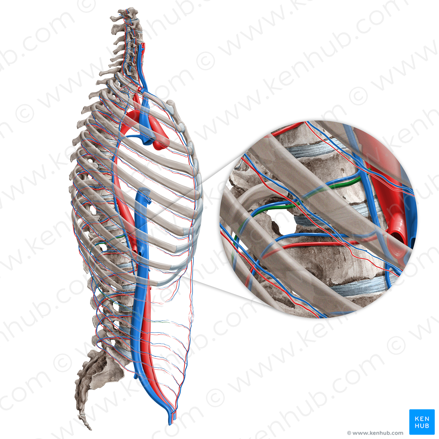 Subcostal artery (#1836)