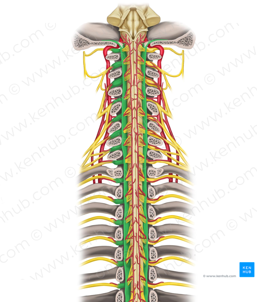 Dura mater of spinal cord (#3374)