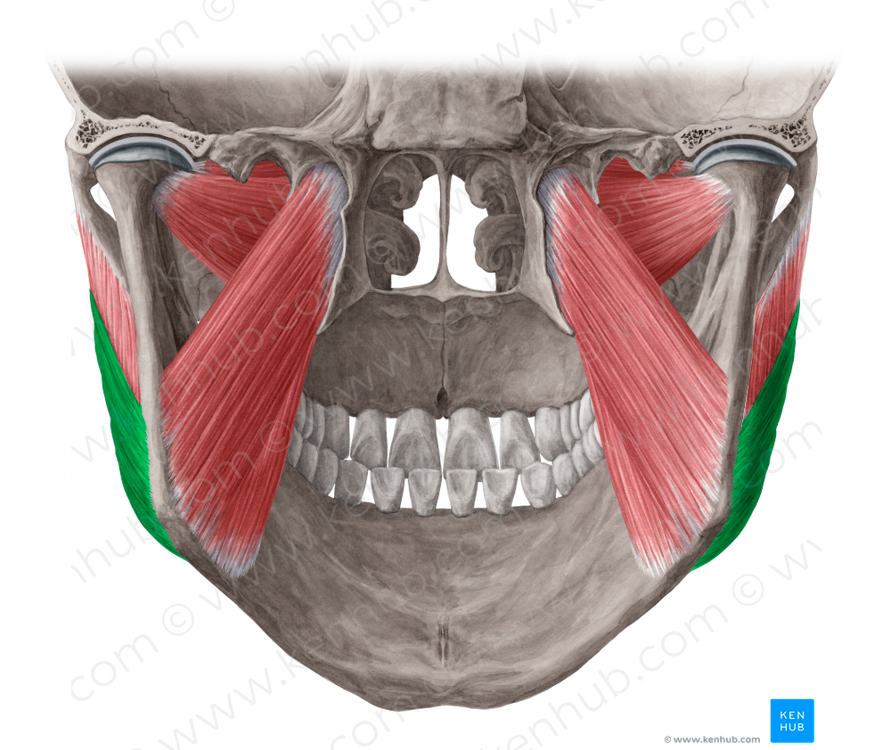 Superficial part of masseter muscle (#7784)
