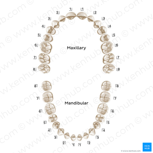 Palmer Notation (permanent teeth) (English)