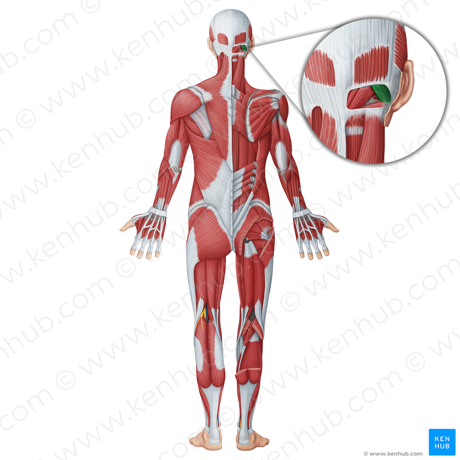 Obliquus capitis superior muscle (#18709)