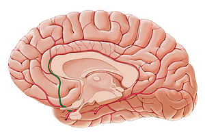 Anterior cerebral artery (#1011)