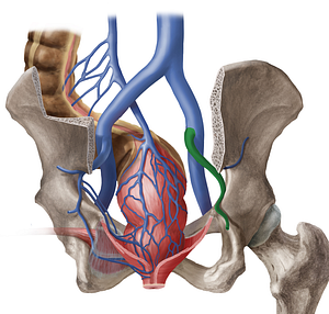 Right internal iliac vein (#10323)