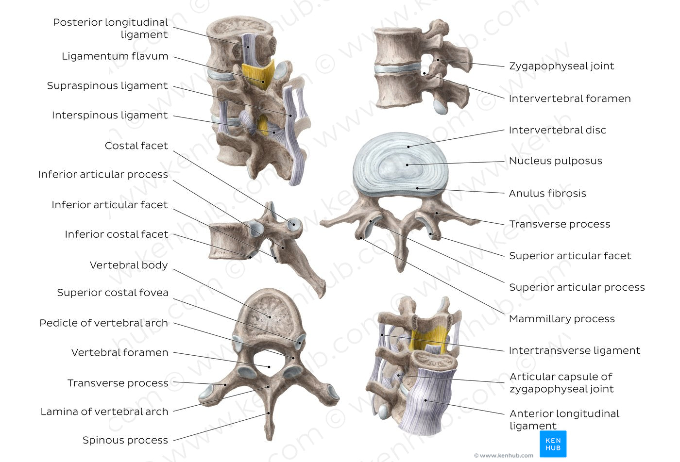 Thoracic and lumbar spines (English)